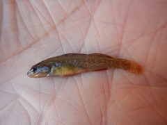 Etheostoma grahami