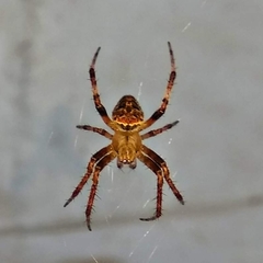 Neoscona spasskyi