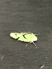 Angucephala