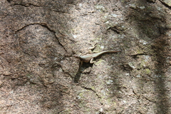 Oplurus grandidieri