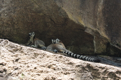 Lemur catta