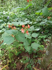Phaseolus coccineus