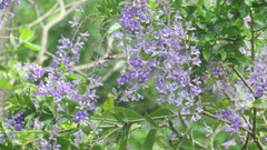 Petrea