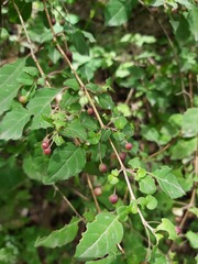 Sageretia