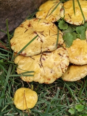 Suillus americanus