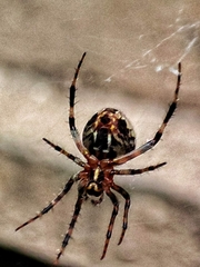 Neoscona spasskyi