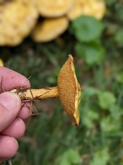 Suillus americanus