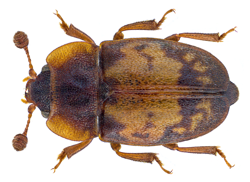 Sap beetle