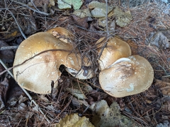 Agaricus