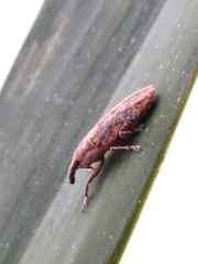 Lixus subtilis