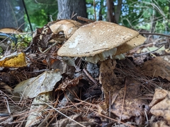 Agaricus