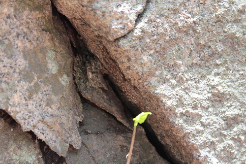 Paragehyra felicitae