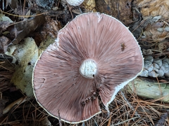 Agaricus