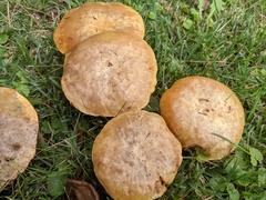 Suillus