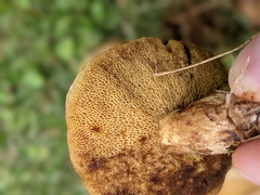 Suillus
