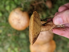Suillus