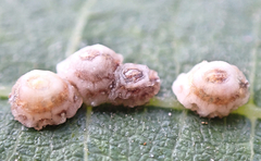 Ceroplastes rusci
