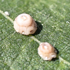 Ceroplastes rusci
