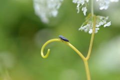 Graphocephala hieroglyphica