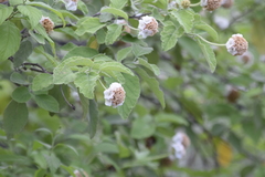 Varronia macrocephala