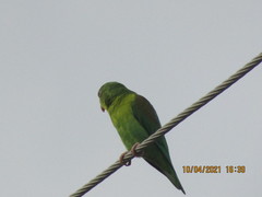 Brotogeris jugularis