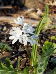 Puschkinia scilloides