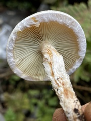 Pholiota decorata
