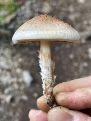 Pholiota decorata