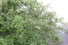 Varronia macrocephala