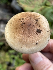 Pholiota decorata