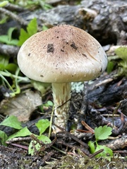 Pholiota decorata