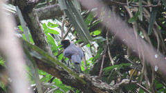 Cyanocorax violaceus