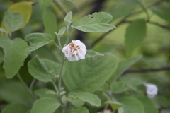 Varronia macrocephala