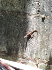 Anolis wattsii