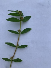 Euphorbia hirta image
