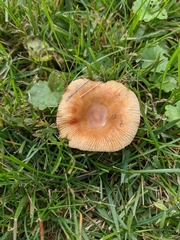 Russula