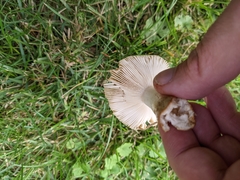 Russula