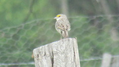 Ammodramus aurifrons