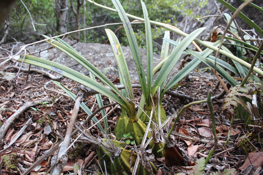 Eulophia calcarata