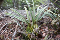 Eulophia calcarata image