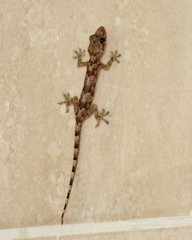 Hemidactylus