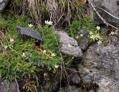 Saxifraga aspera