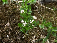 Cardamine bellidifolia alpina