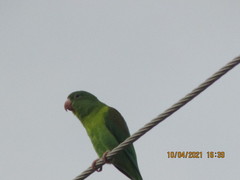 Brotogeris jugularis