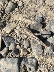 Schistocerca gregaria flaviventris