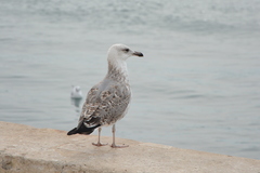 Larus michahellis
