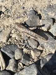 Schistocerca gregaria flaviventris