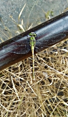 Ophiogomphus reductus