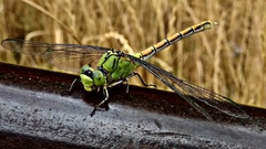 Ophiogomphus reductus
