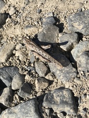 Schistocerca gregaria flaviventris